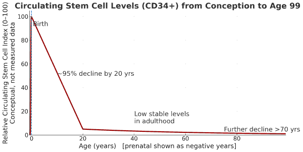 circulating stem cells decline with age